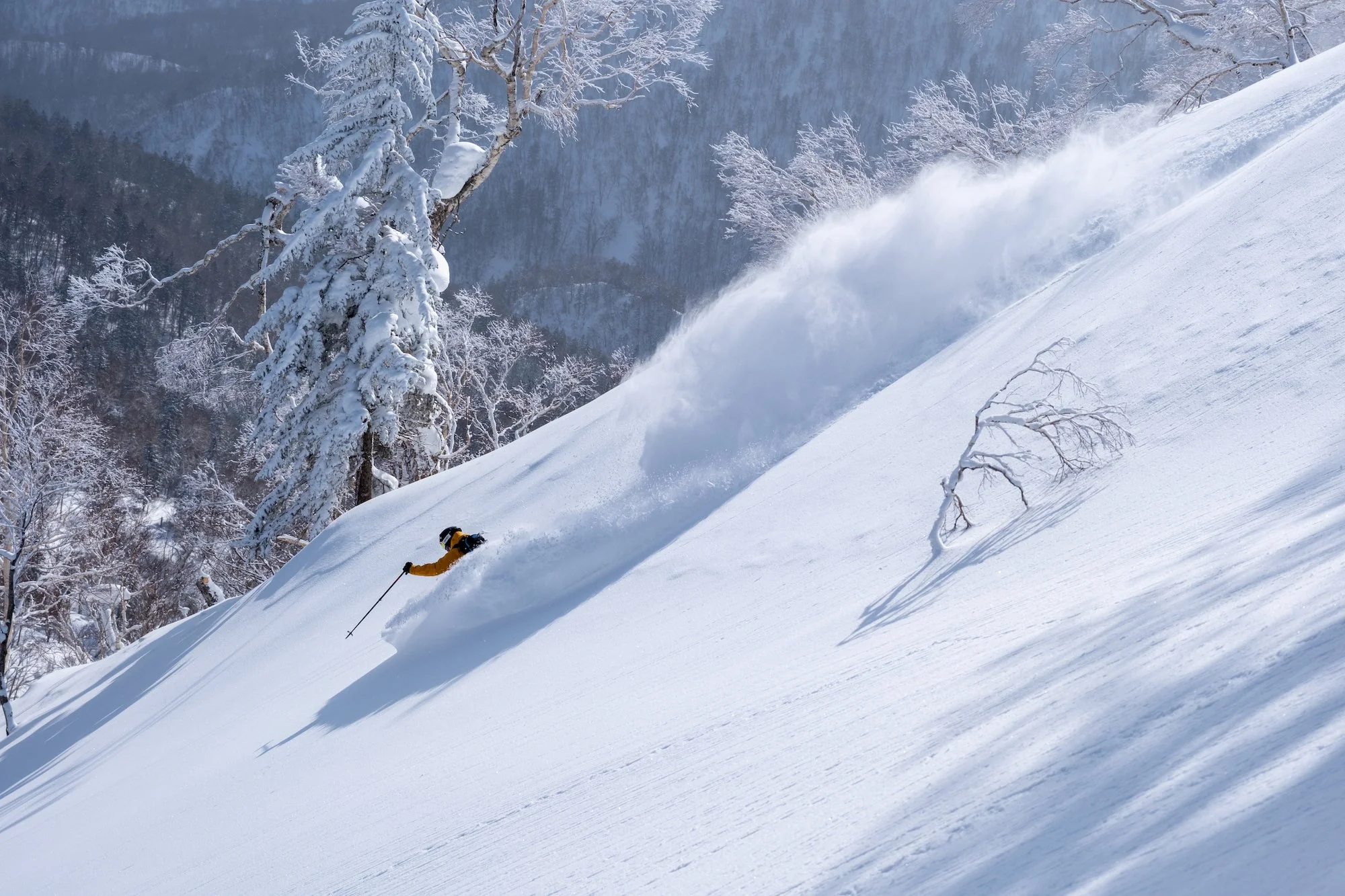 Ski & Splitboard